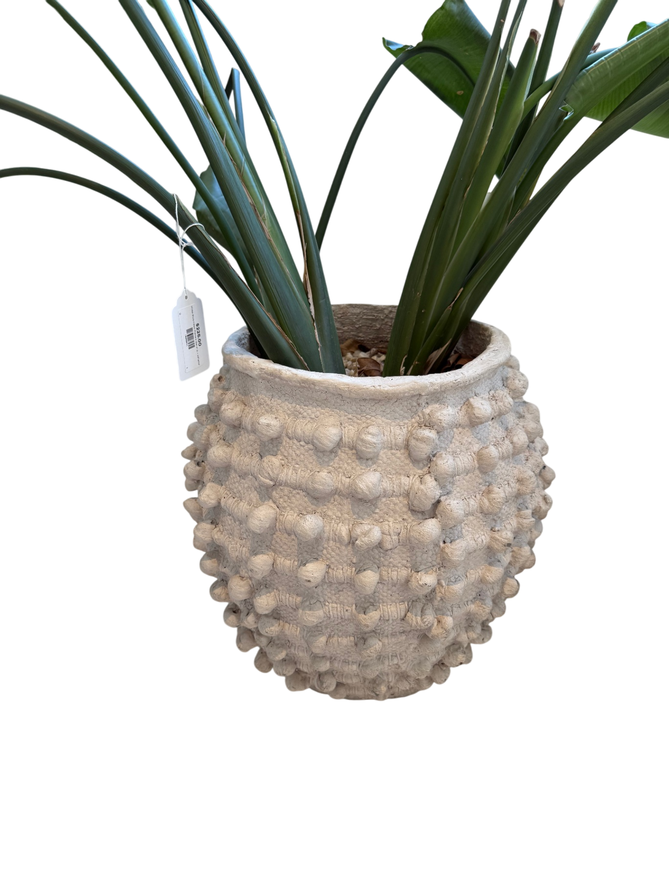 Minka-Style Indoor Planters (Set of 2) - w/Plants!