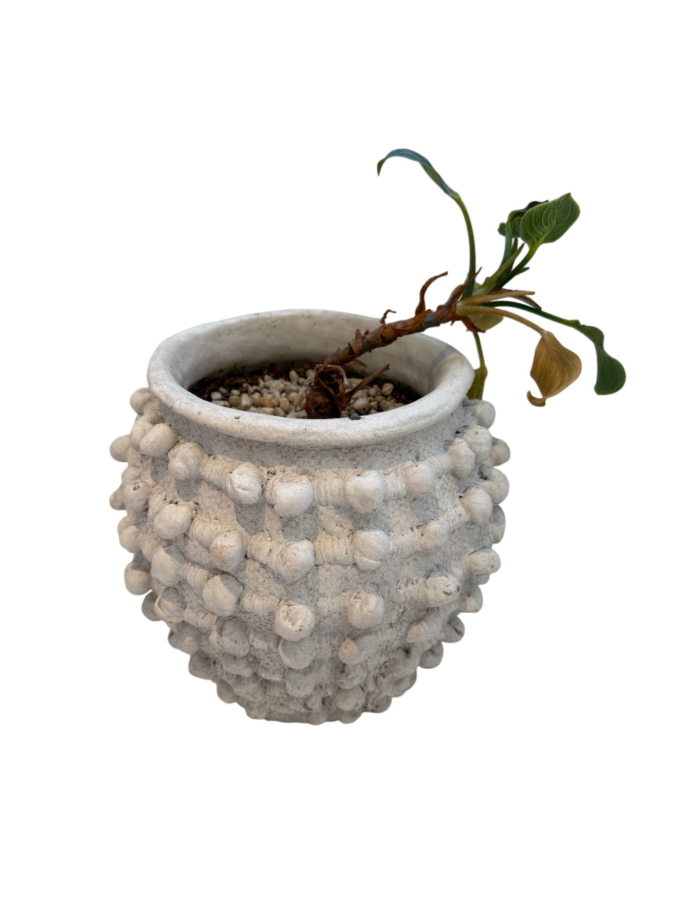 Minka-Style Indoor Planters (Set of 2) - w/Plants!