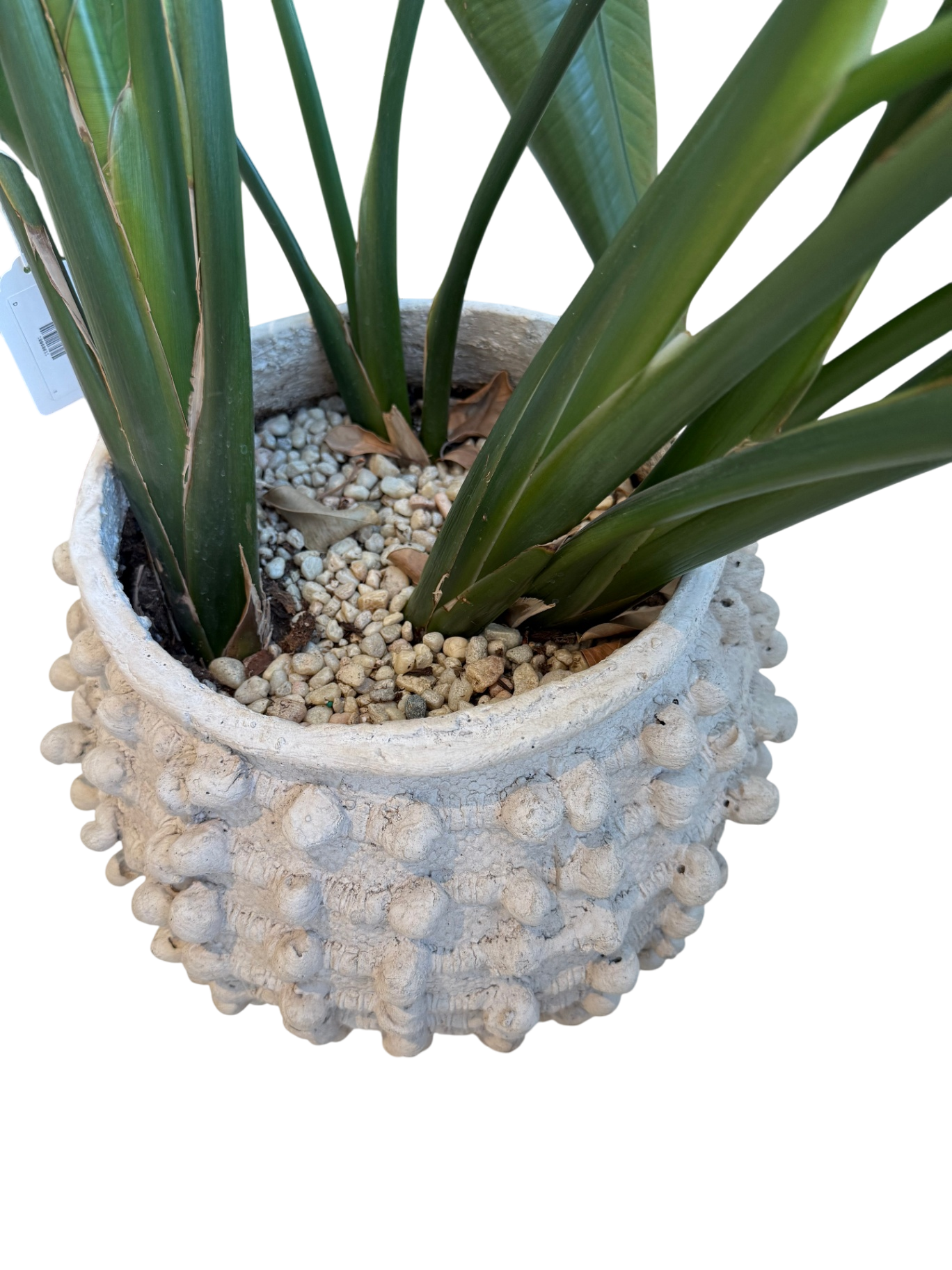 Minka-Style Indoor Planters (Set of 2) - w/Plants!