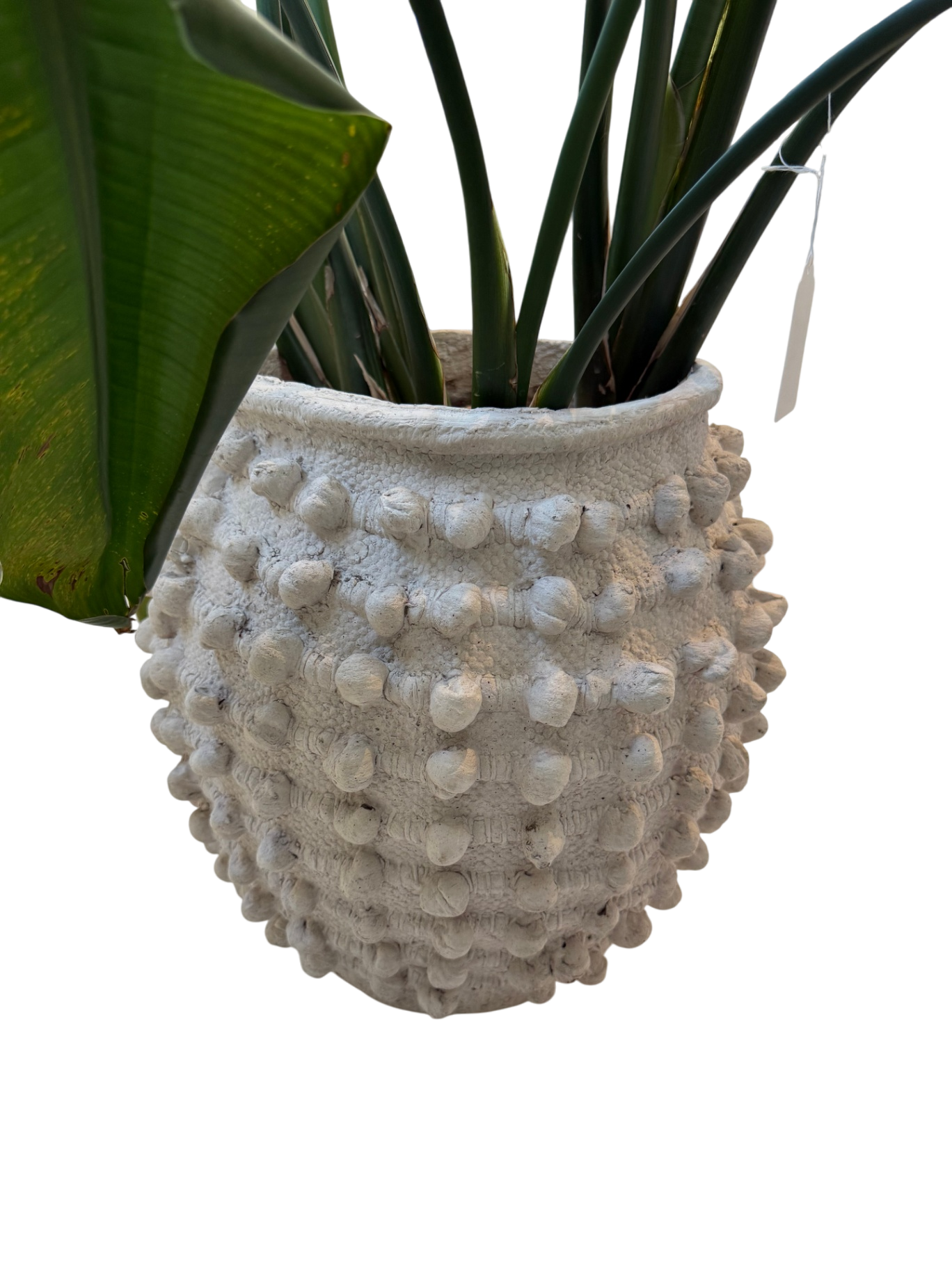 Minka-Style Indoor Planters (Set of 2) - w/Plants!